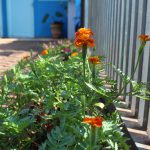 jardim